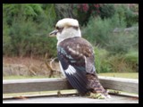 Australia, Kookaburra